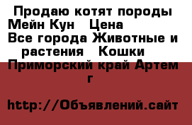 Продаю котят породы Мейн Кун › Цена ­ 12 000 - Все города Животные и растения » Кошки   . Приморский край,Артем г.